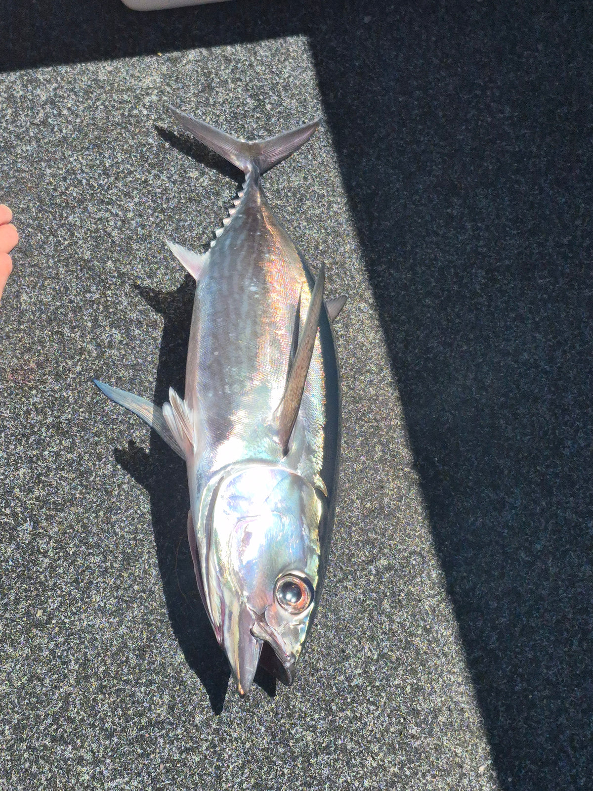 3D Printed Fishing Lure 8.5" - Omega